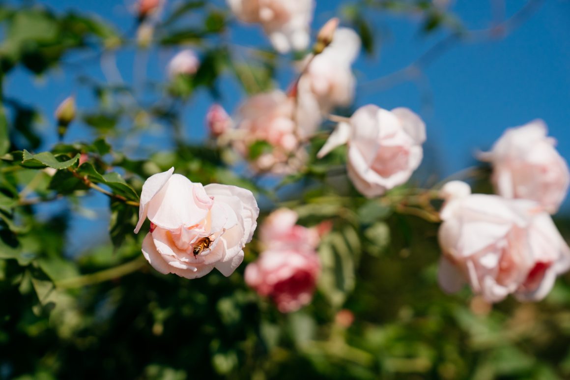 Taipei Rose Garden is a top attraction inside Xinsheng Park and it can add a touch of elegance to your picnic day.(Photo・Brown Chen)