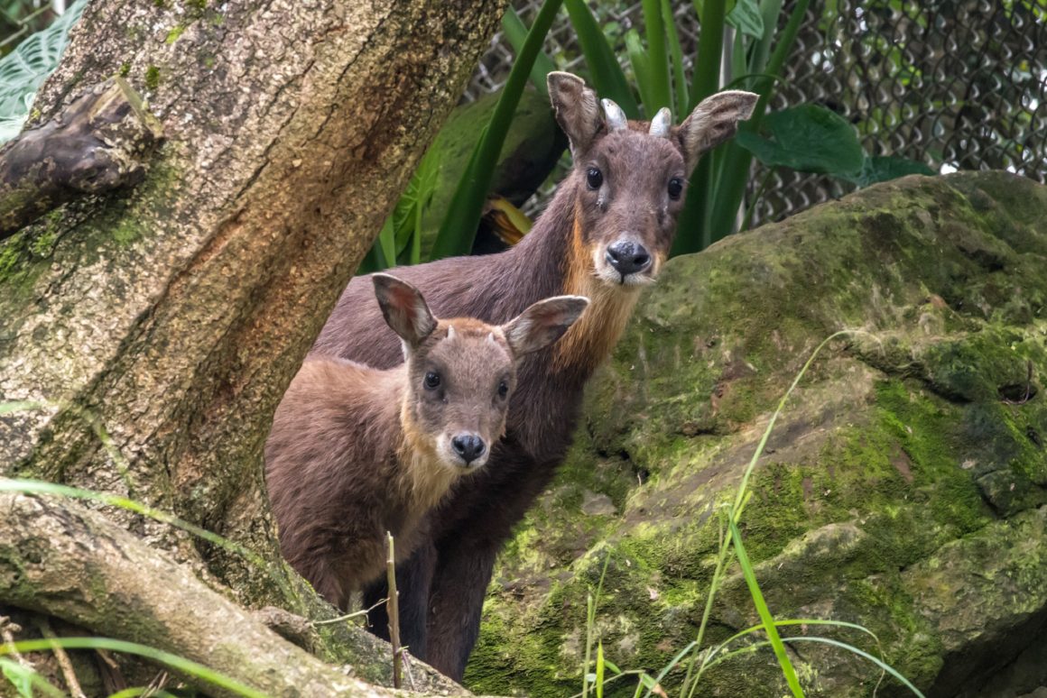 The Formosan Serow in the Taipei Zoo.(Photo・Taiwan Scene)